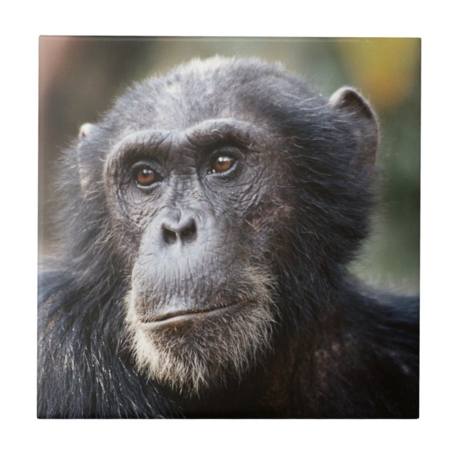 Carreau Gros plan du Chimpanzé mâle (Devant)