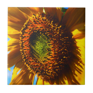 Carreau Gros plan d'un tournesol