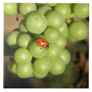 Carreau Gros plan d'une coccinelle sur des raisins verts P