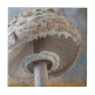 Carreau Gros Plan Sous Les Champignons