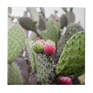 Carreau Gros plan sur le cactus figuier de Barbarie