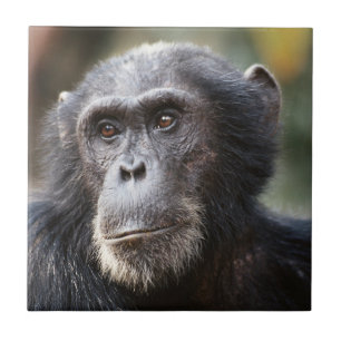 Carreau Gros plan sur un chimpanzé mâle