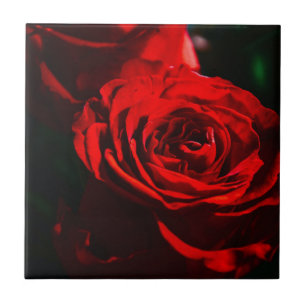 Carreau Gros plan sur une rose rouge