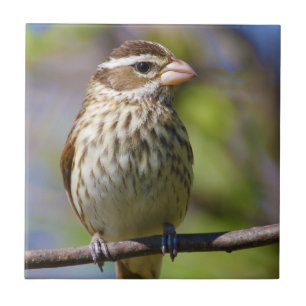 Carreau Grosbeak rose Pheucticus Ludovicianus