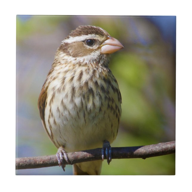 Carreau Grosbeak rose Pheucticus Ludovicianus (Devant)