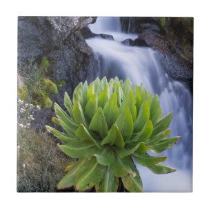 Carreau Groundsel Géant Ou Dendrosenecio 2
