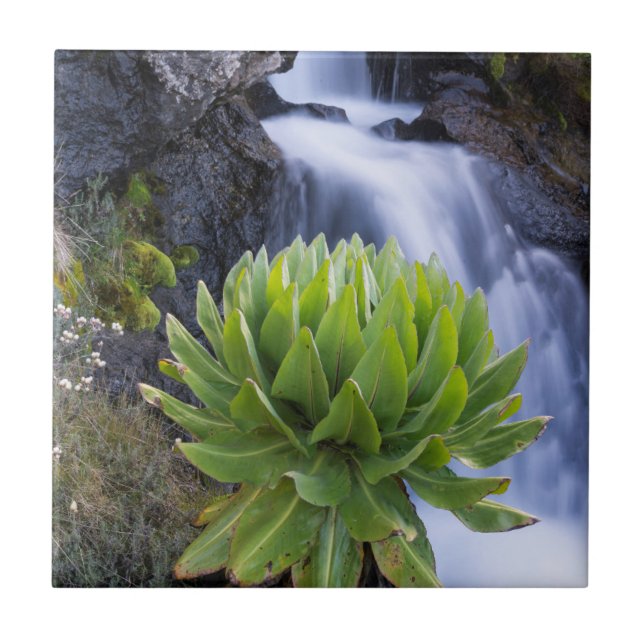 Carreau Groundsel Géant Ou Dendrosenecio 2 (Devant)