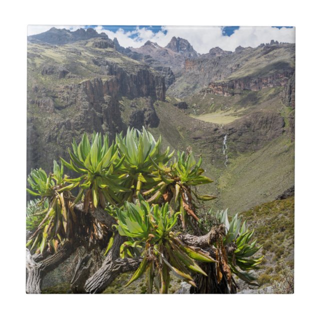 Carreau Groundsel Ou Dendrosenecio (Devant)