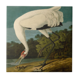 Carreau Grue blanche Audubon Peinture d'oiseaux