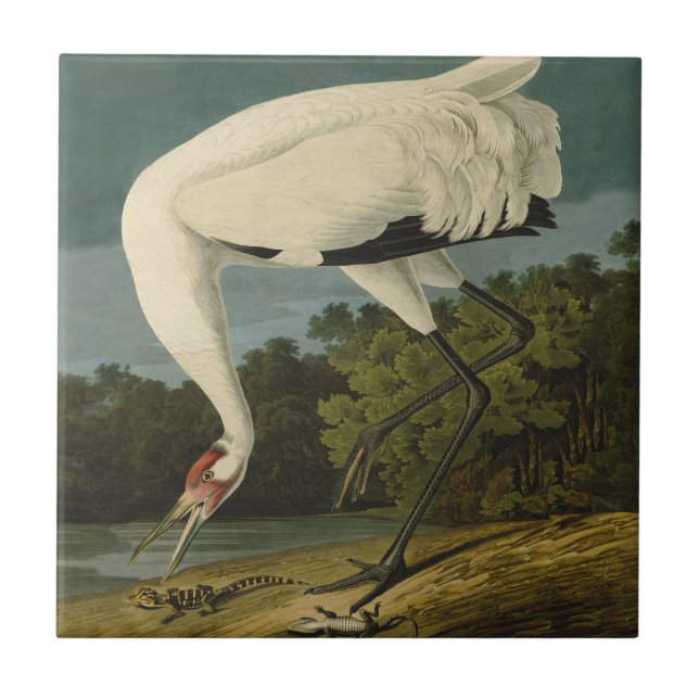 Carreau Grue blanche Audubon Peinture d'oiseaux (Devant)