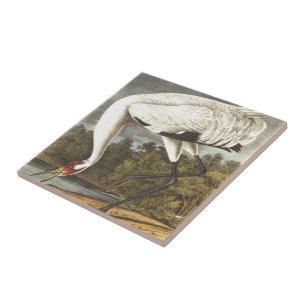 Carreau Grue de huée d'Audubon