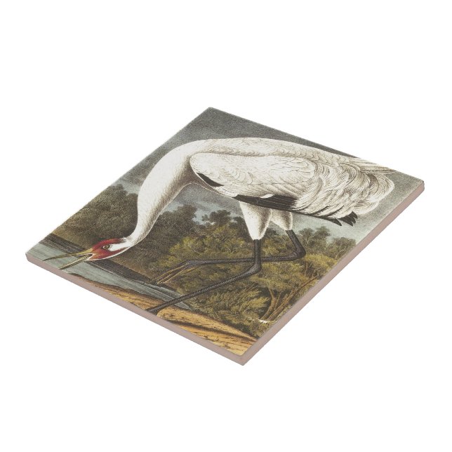 Carreau Grue de huée d'Audubon (Côté)