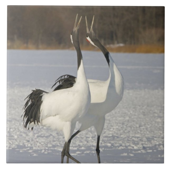 Carreau Grues japonaises dansant sur la neige (Devant)