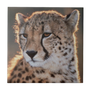 Carreau Guépard regardant ailleurs