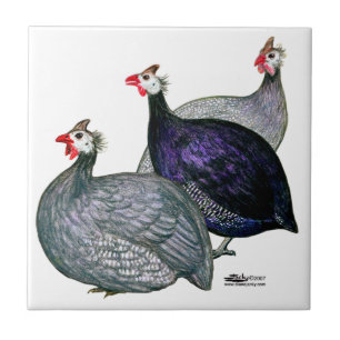Carreau Guineas trois