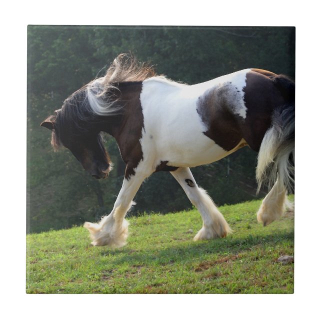 Carreau Gypsy Vanner (Devant)
