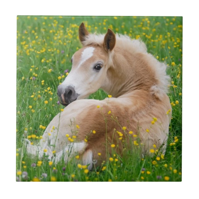 Carreau Haflinger Horse Cute Fote Rests En Céramique Fleur (Devant)