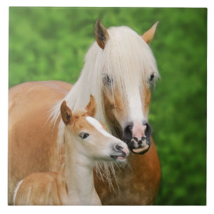 Carreau Haflinger Horses mignonne Bébé Foal Kiss maman P