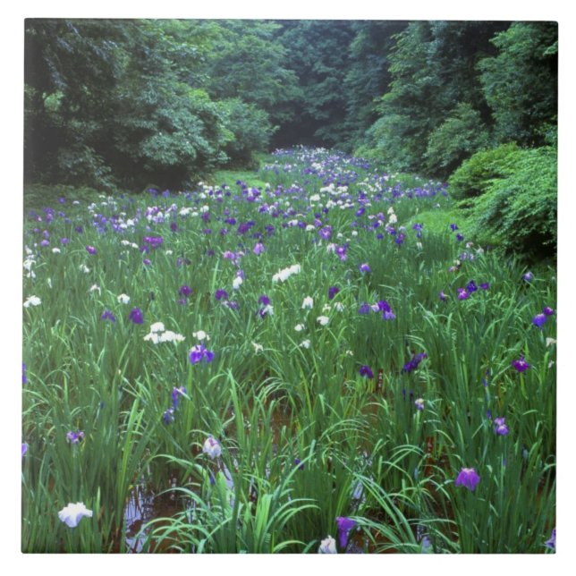 Carreau Hana Shobu (Japanese Water Iris), Meiji Shrine, (Devant)