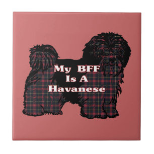 CARREAU HAVANESE BFF