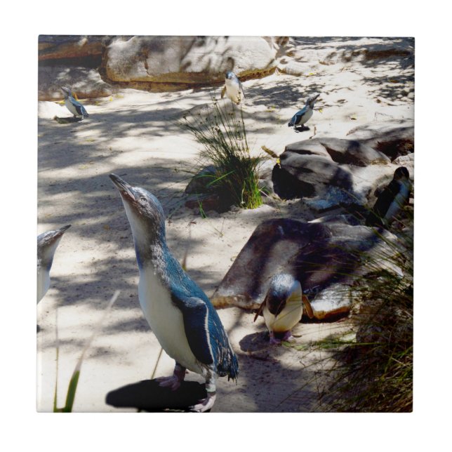 Carreau Havre de sécurité : Paradis des pingouins de fée, (Devant)