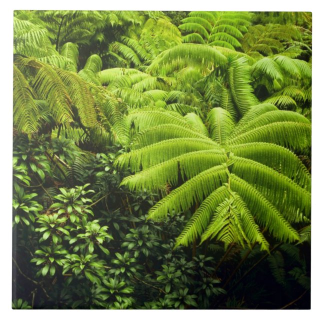 Carreau Hawaï, Big Island, Une végétation tropicale luxuri (Devant)