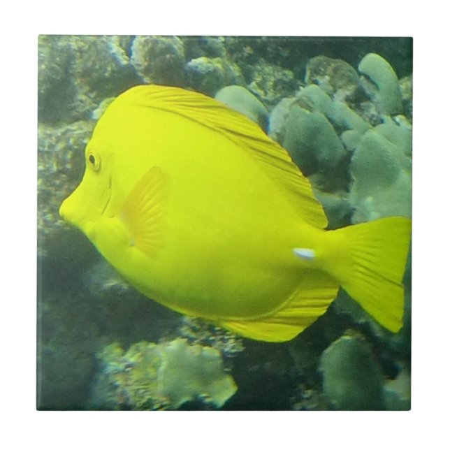 Carreau Hawaï Tang jaune - Lau'i Pala (Devant)