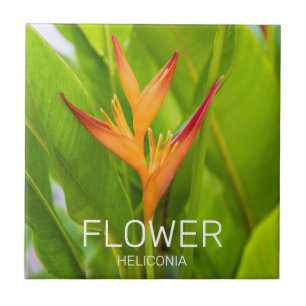 Carreau Heliconia Fleurs Plante Botanique Jardin Design