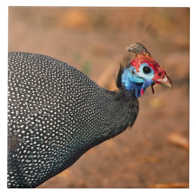 Carreau Helmeted Guinea Fowl (Numida meleagris). Afrique, (Devant)
