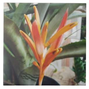 Carreau Herbe pérenne de l'Heliconia Beak Beak Parrot