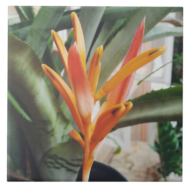 Carreau Herbe pérenne de l'Heliconia Beak Beak Parrot (Devant)