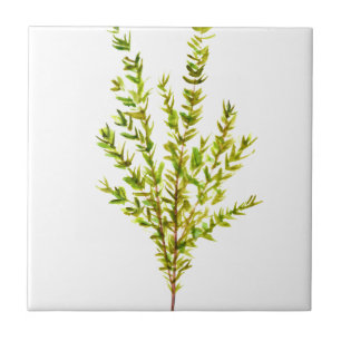 Carreau Herbes de thym Herbes botaniques