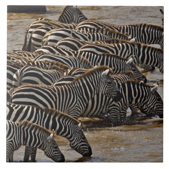 Carreau Herd of Burchell's Zebras boire de Mara (Devant)