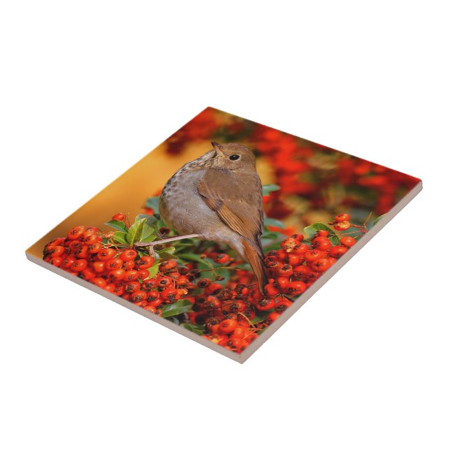 Carreau Hermite Thrush Songbird sur l'araignée de feu (Côté)