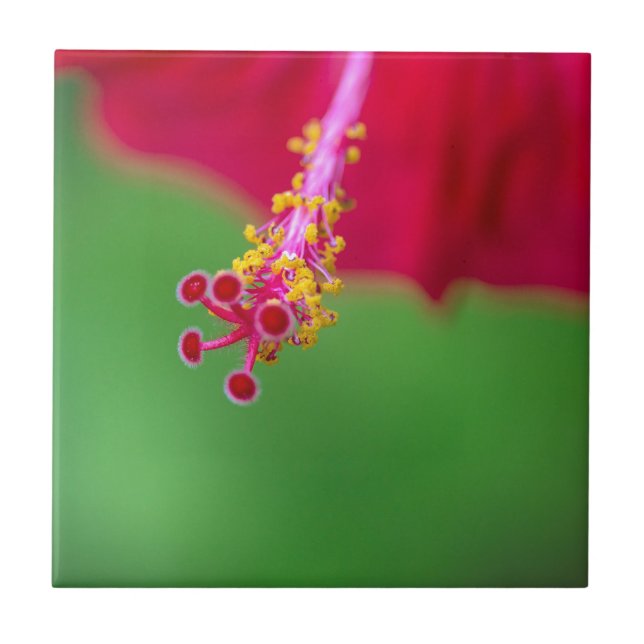 Carreau hibiscus (Devant)