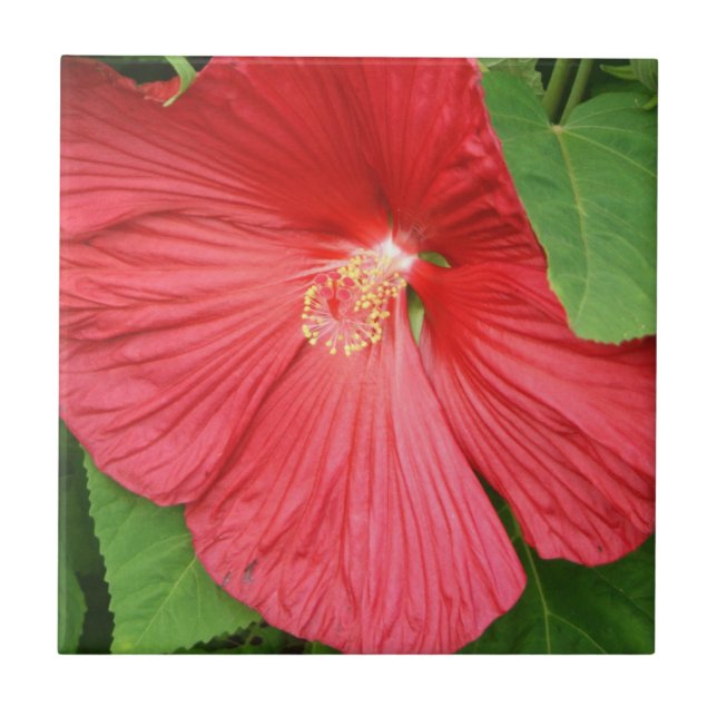 Carreau Hibiscus Flower Bright Magenta (Devant)