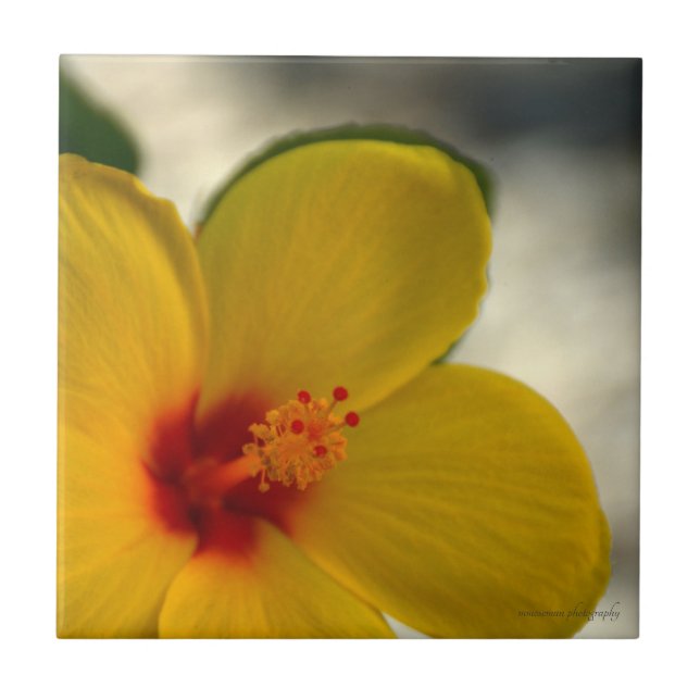 Carreau Hibiscus jaune (Devant)