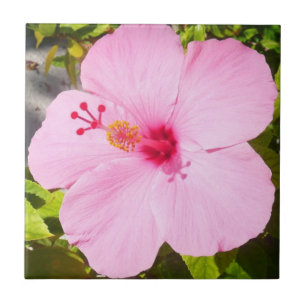 Carreau Hibiscus rose Fleur tropicale