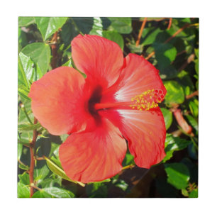 Carreau Hibiscus rouge floral