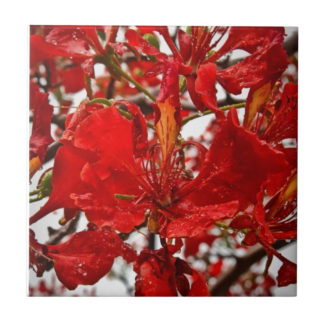 Carreau Hibiscus rouge Florales Fleurs tropicales Nature (Devant)