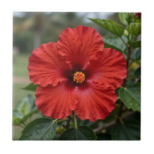 Carreau Hibiscus Tropical Rouge Vibrant en Fleur