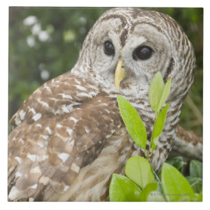 Carreau Hibou barré