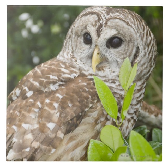 Carreau Hibou barré (Devant)