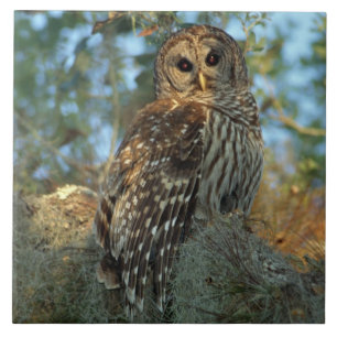 Carreau Hibou barré perché dans de la mousse d'Espagne