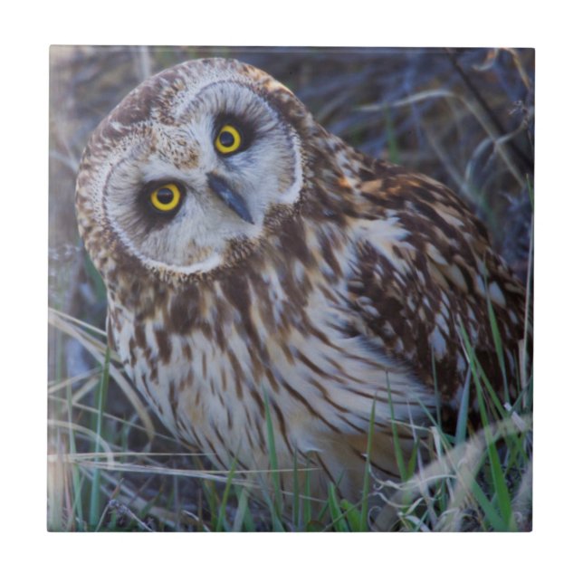 Carreau Hibou des marais (Devant)