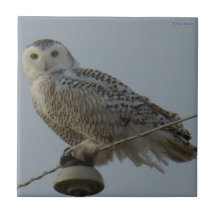 Hibou des neiges B38