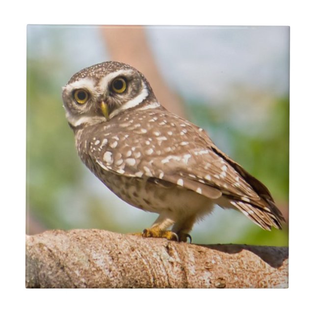 Carreau Hibou repéré sur le vol de matin (Devant)