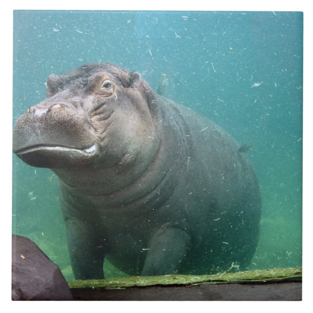 Carreau hippo-8 (Devant)