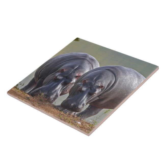 Carreau Hippopotames (Côté)