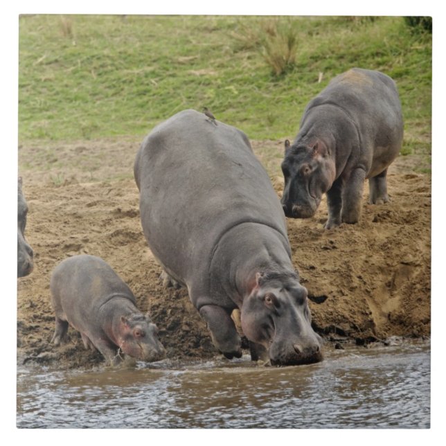 Carreau Hippopotamus, Hippopotamus amphibius, Serengeti (Devant)
